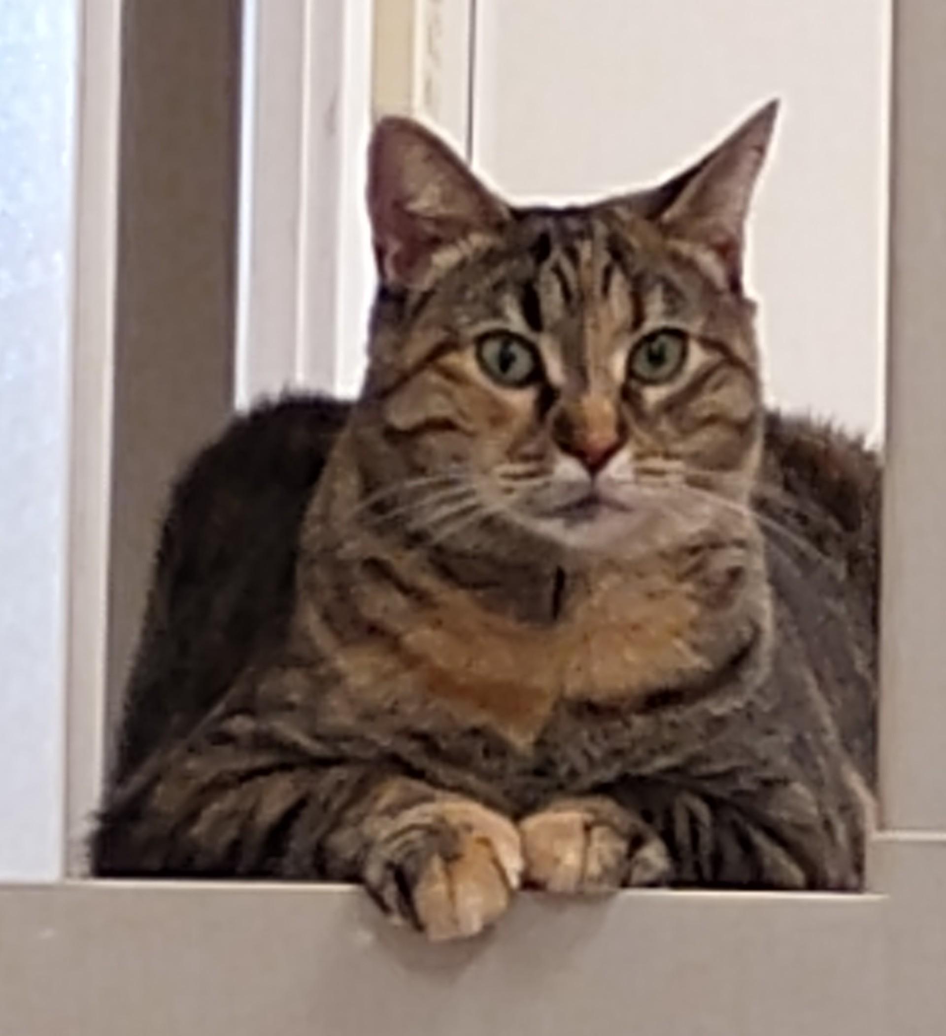 Chelsea, a Adoptable Domestic Short Hair in Dillsburg, PA image 3/6