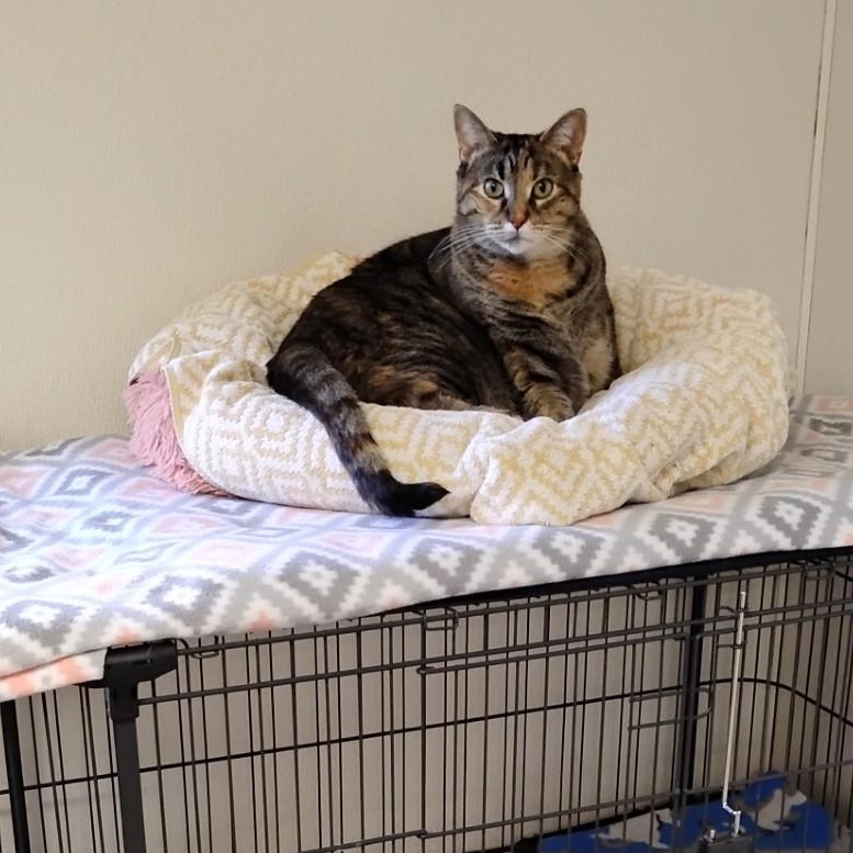 Chelsea, a Adoptable Domestic Short Hair in Dillsburg, PA image 4/6