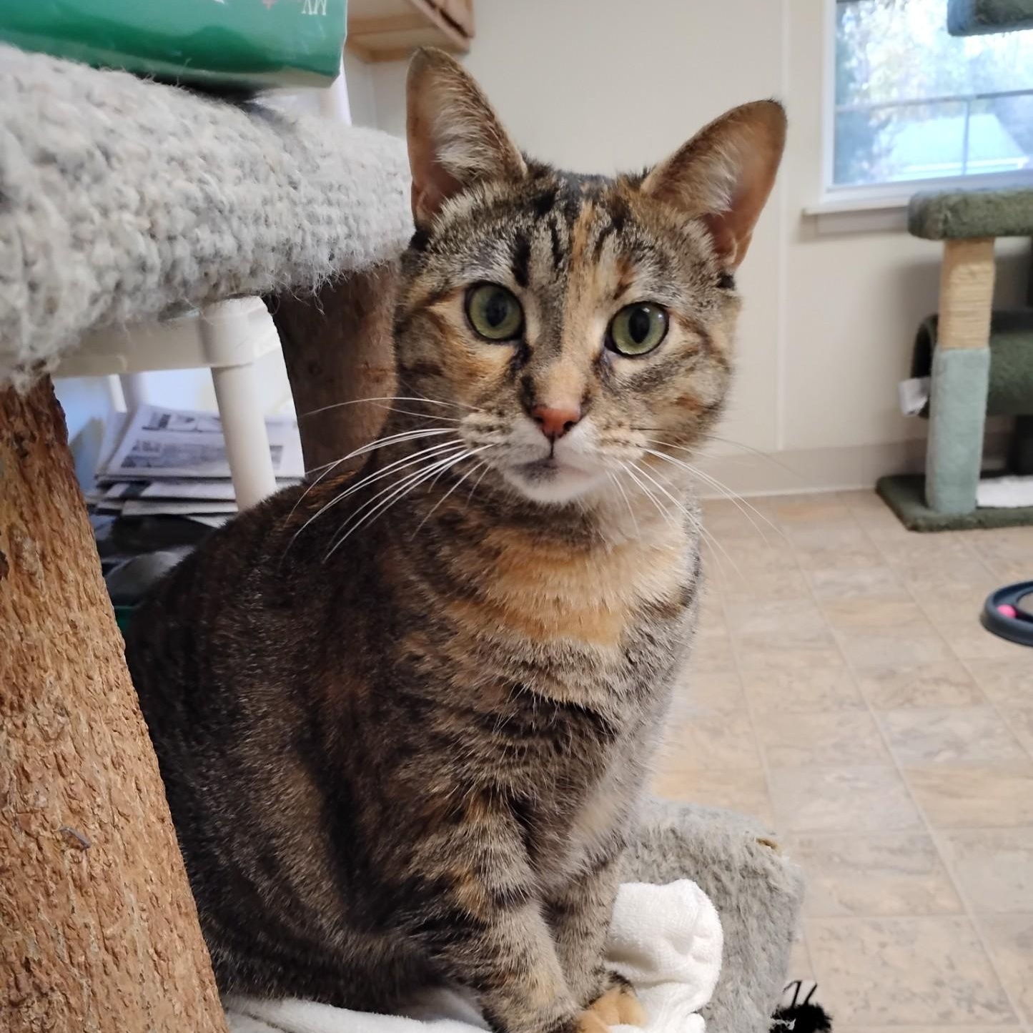 Chelsea, a Adoptable Domestic Short Hair in Dillsburg, PA image 5/6