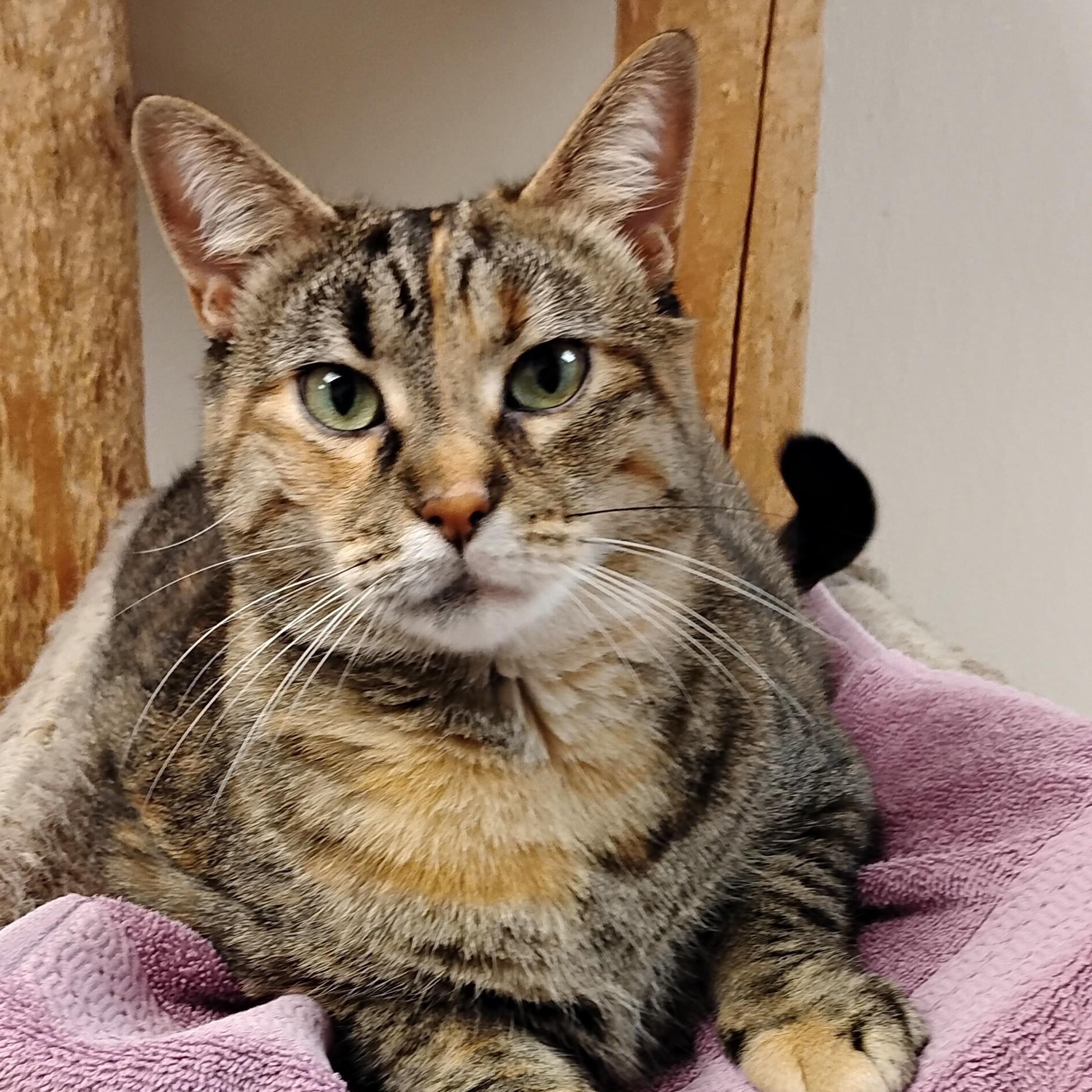 Chelsea, a Adoptable Domestic Short Hair in Dillsburg, PA image 6/6