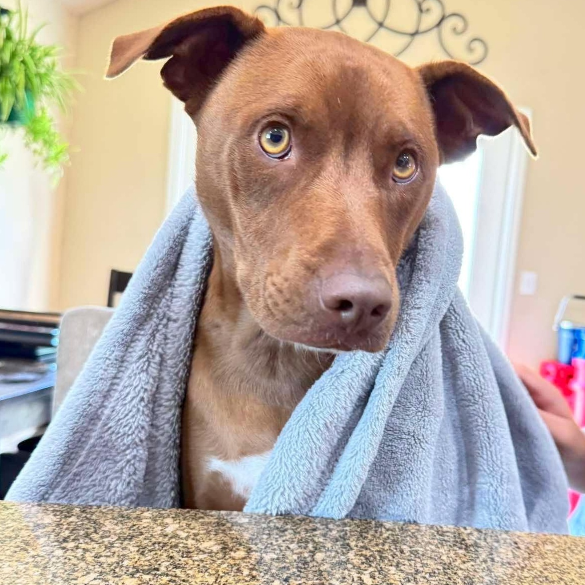Royce, Adoptable, Adult Male Catahoula Leopard Dog & Retriever.