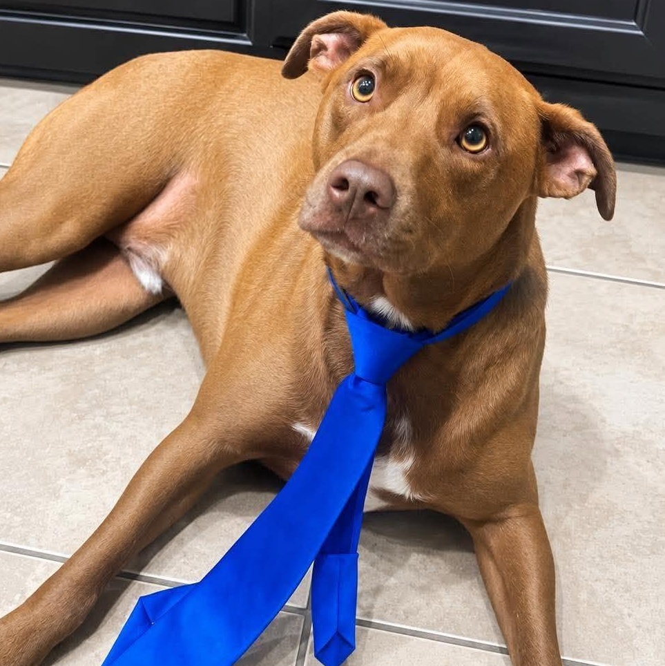 Enlarge Royce, a Adoptable mixed breed in Brattleboro, VT image 2/6