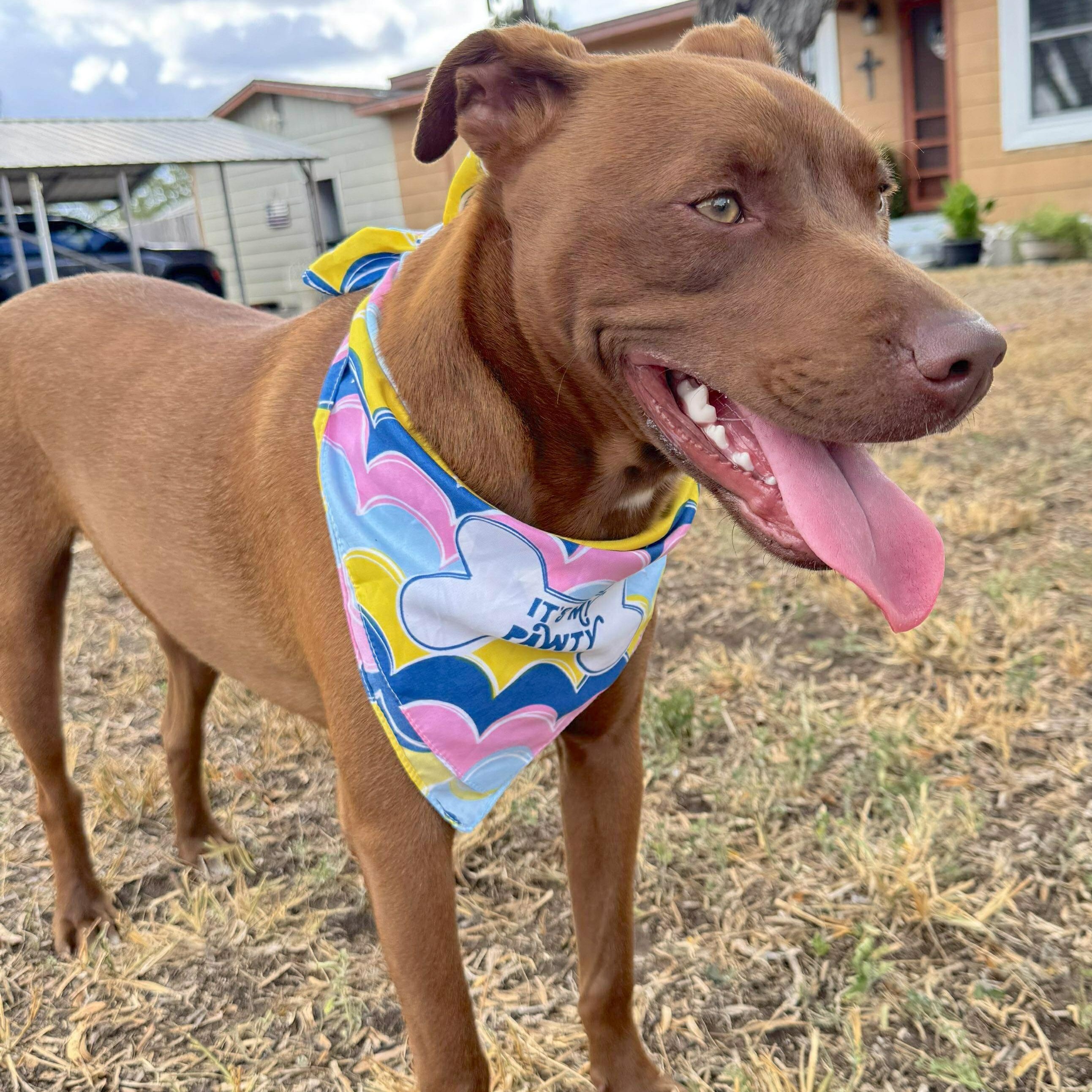 Royce, a Adoptable mixed breed in Brattleboro, VT image 6/6