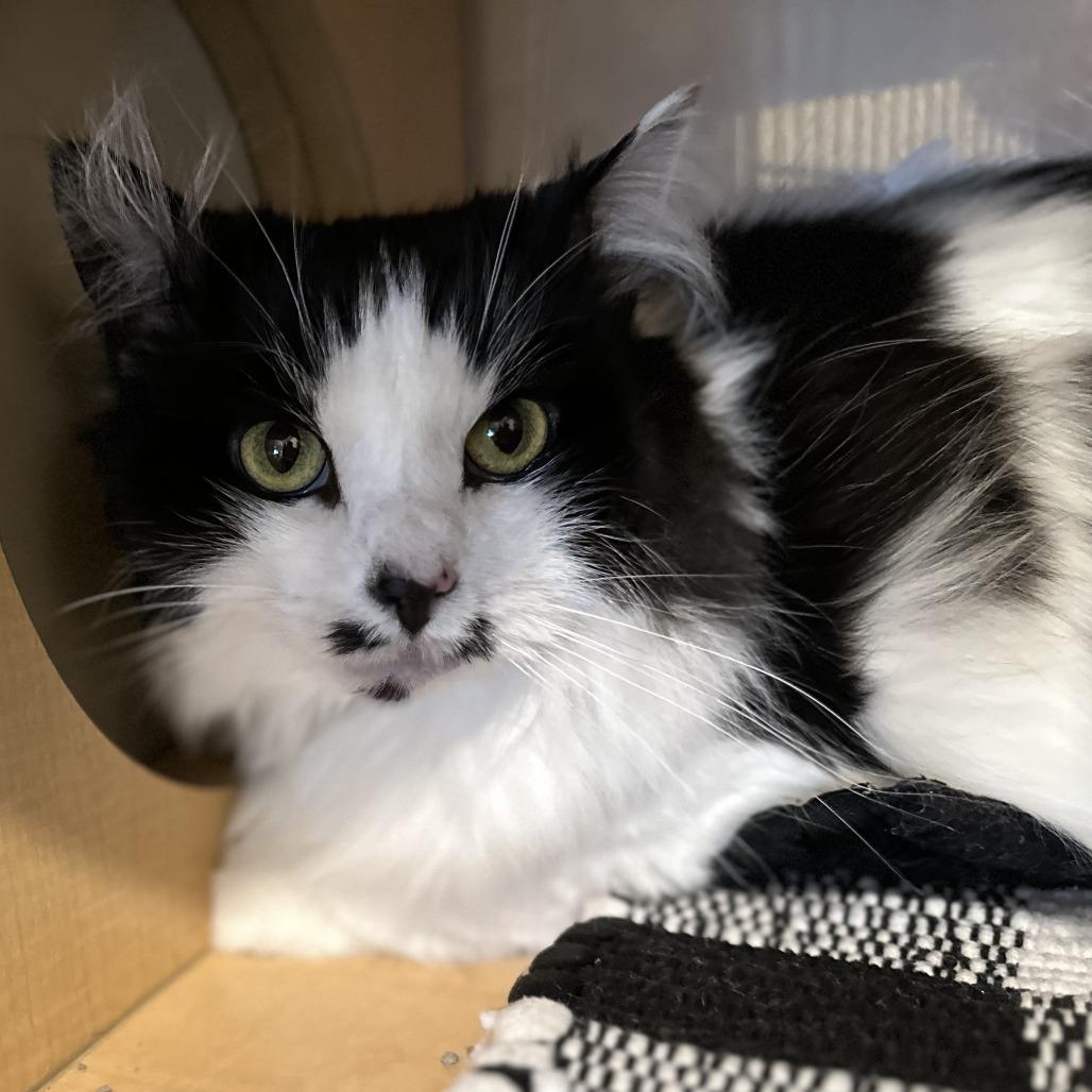 Enlarge Cookie, a Adoptable Domestic Long Hair in Washington Township, OH image 1/1