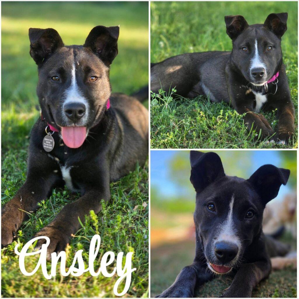 Ansley, an adopted mixed breed in Red Hook, NY image 2/6