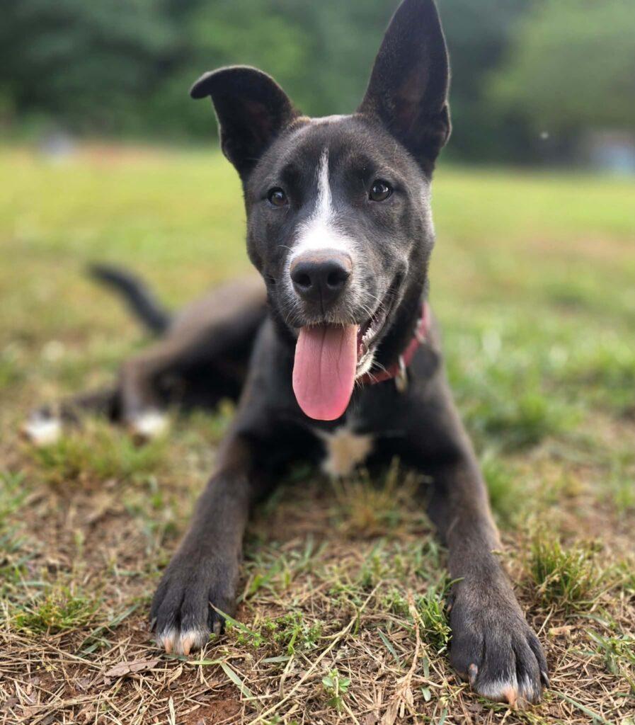 Ansley, an adopted mixed breed in Red Hook, NY image 6/6