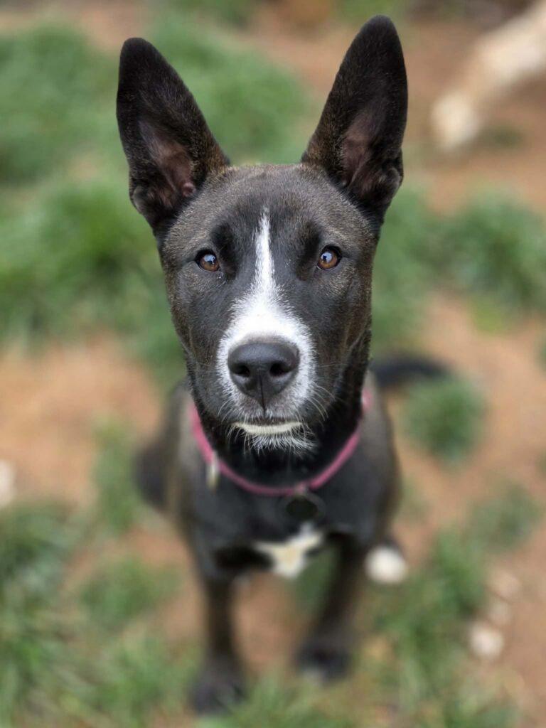 Ansley, adopted, Young Female Border Collie.