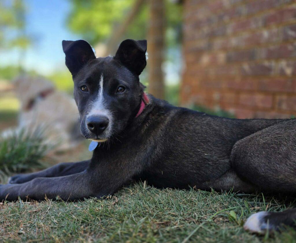 Ansley, an adopted mixed breed in Red Hook, NY image 4/6