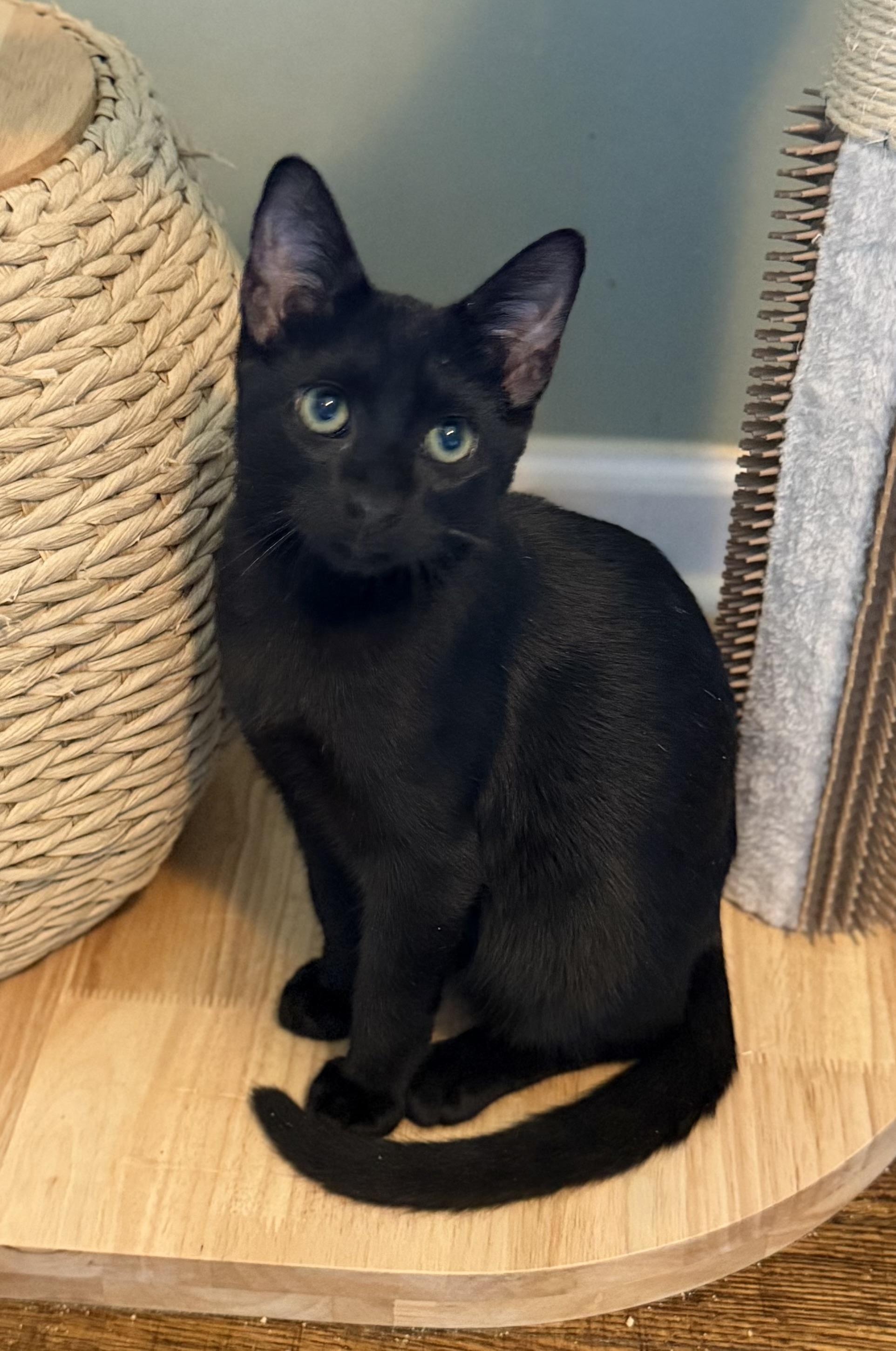 Kuro, ADOPTABLE, Kitten Male Domestic Short Hair.