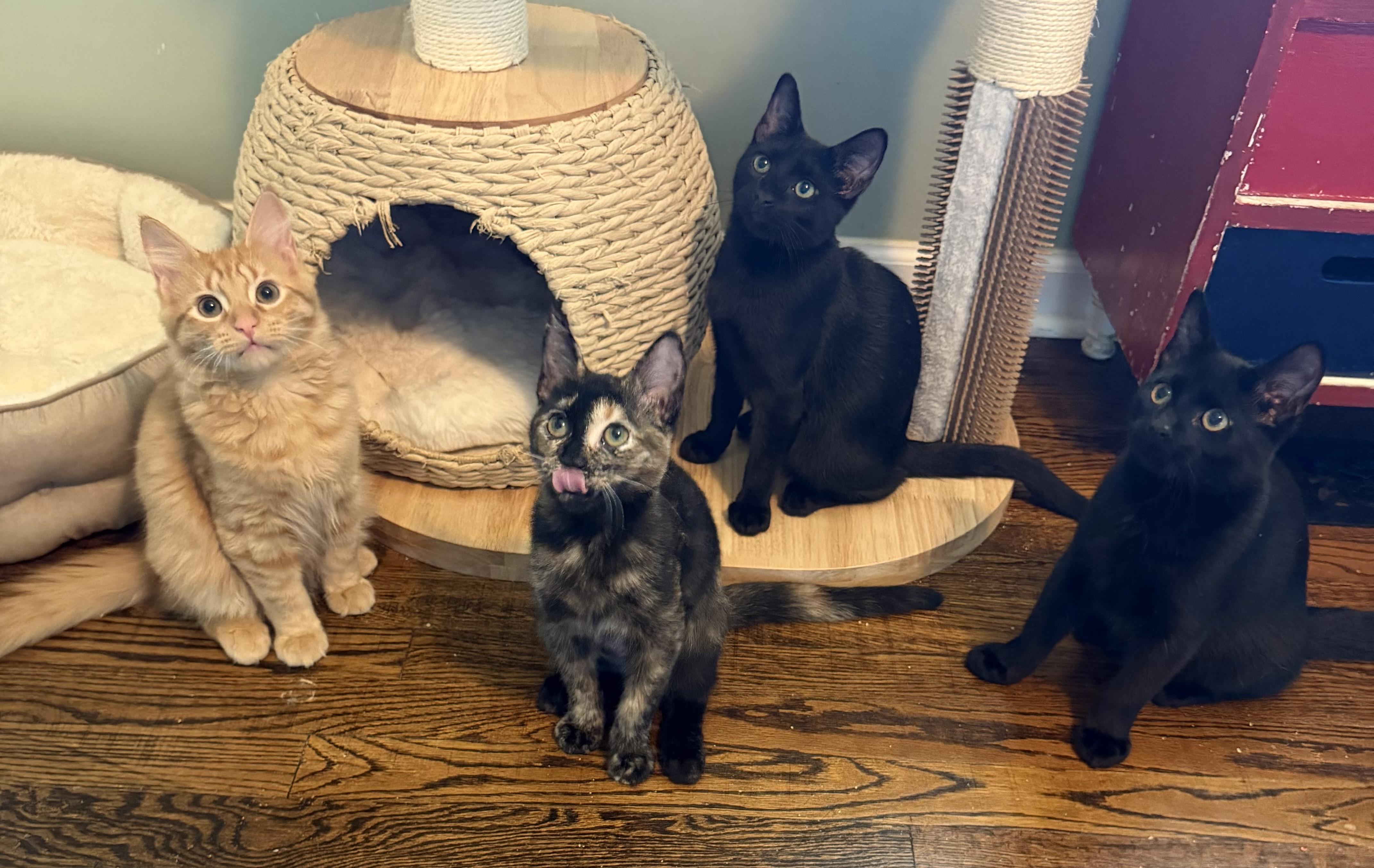 Kuro, a ADOPTABLE Domestic Short Hair in Hixson, TN image 2/2