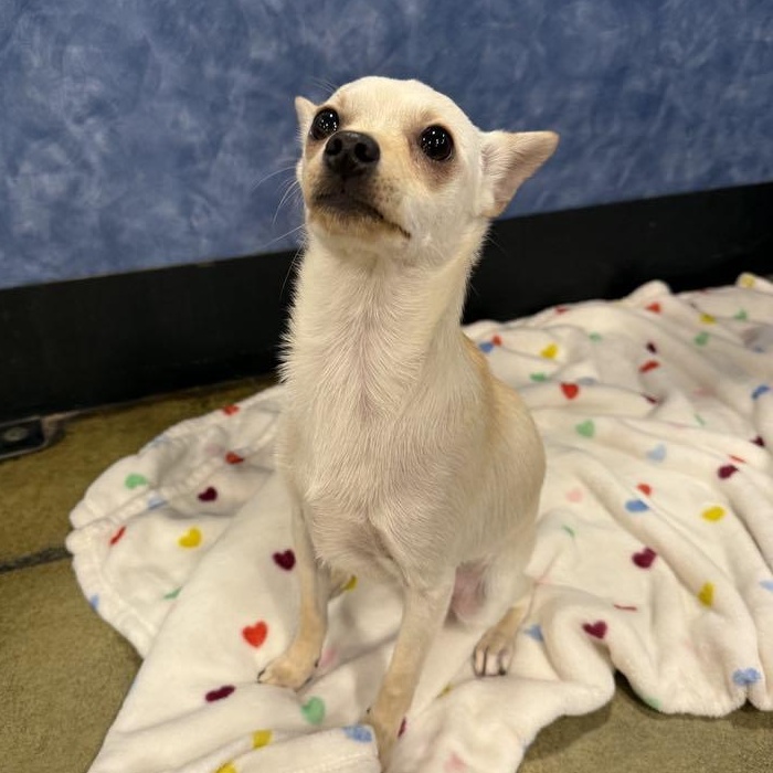Enlarge Curly, a Adoptable mixed breed in Antioch, CA image 3/6