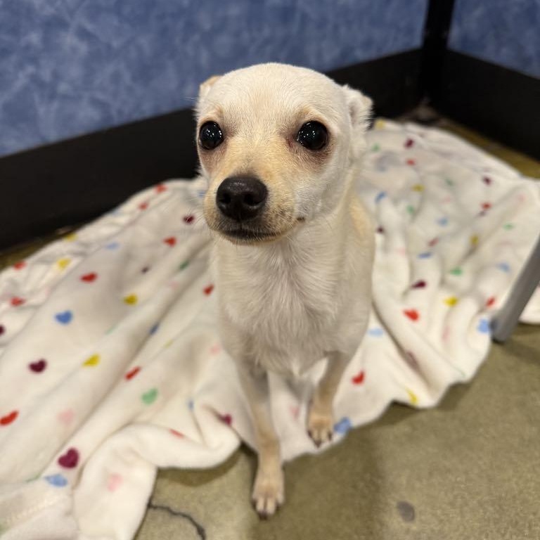 Enlarge Curly, a Adoptable mixed breed in Antioch, CA image 2/6