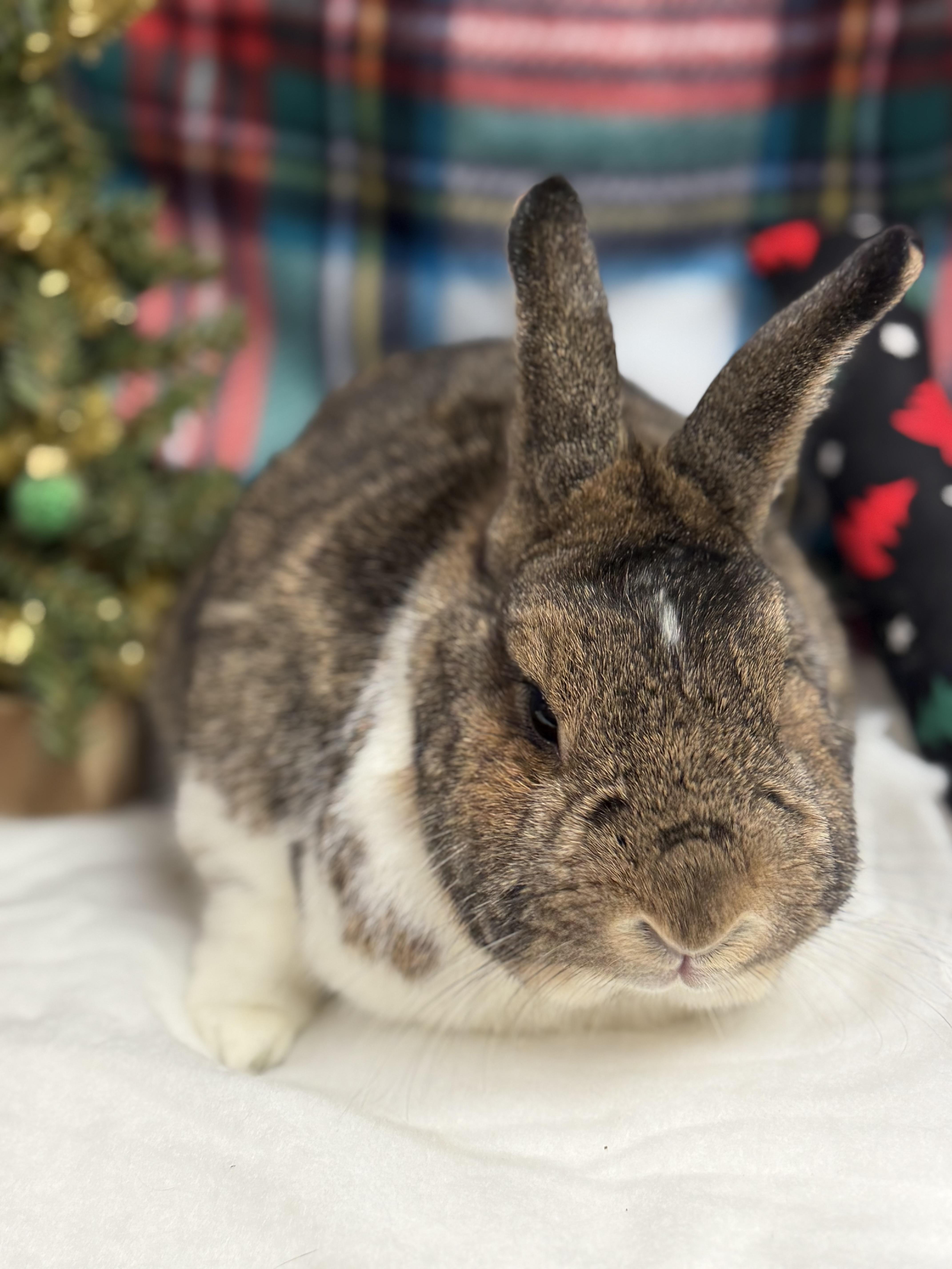 Enlarge Logan: video!!!, a Adoptable Dwarf in Edinburg, PA image 3/6