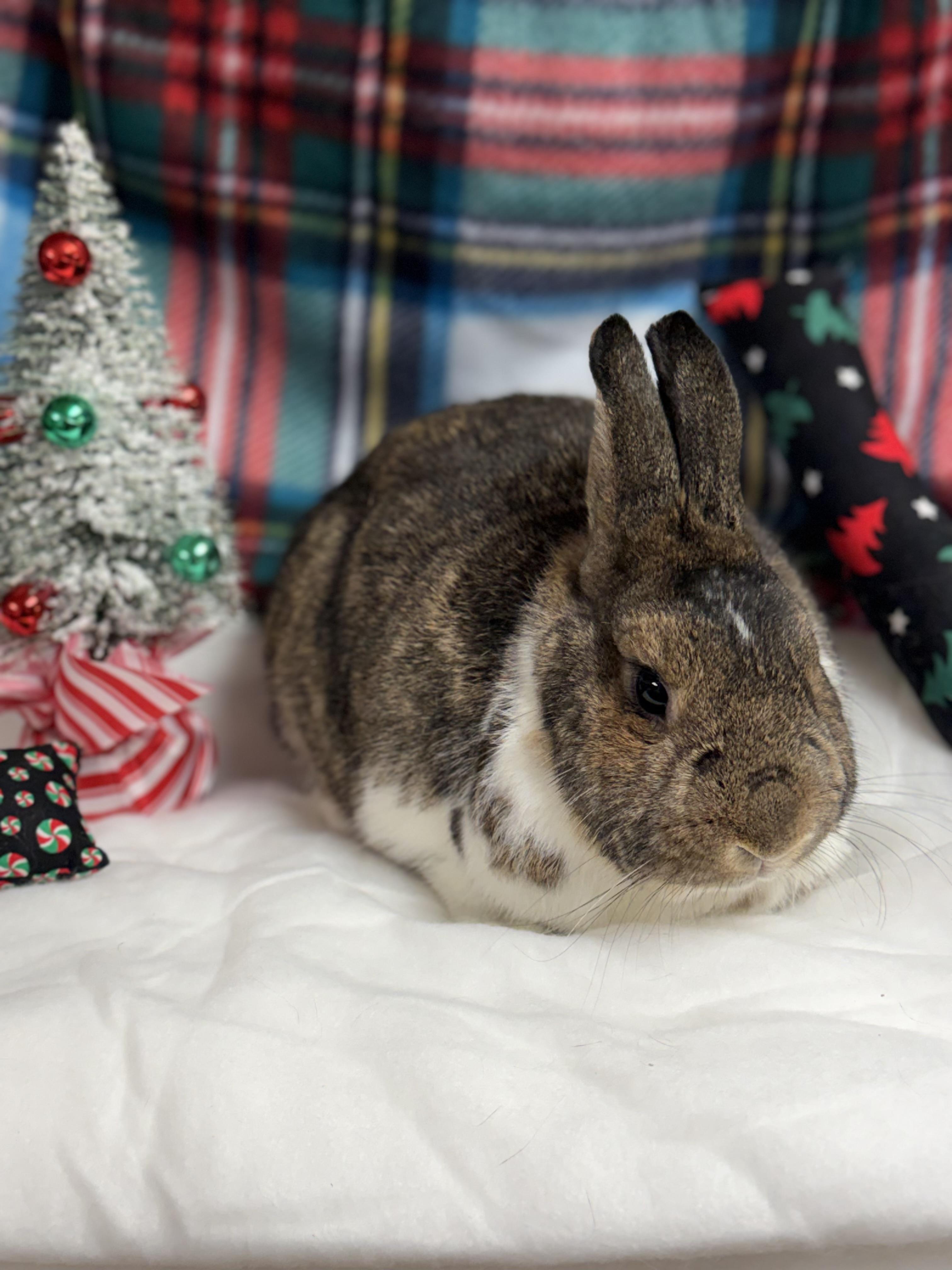 Enlarge Logan: video!!!, a Adoptable Dwarf in Edinburg, PA image 1/6