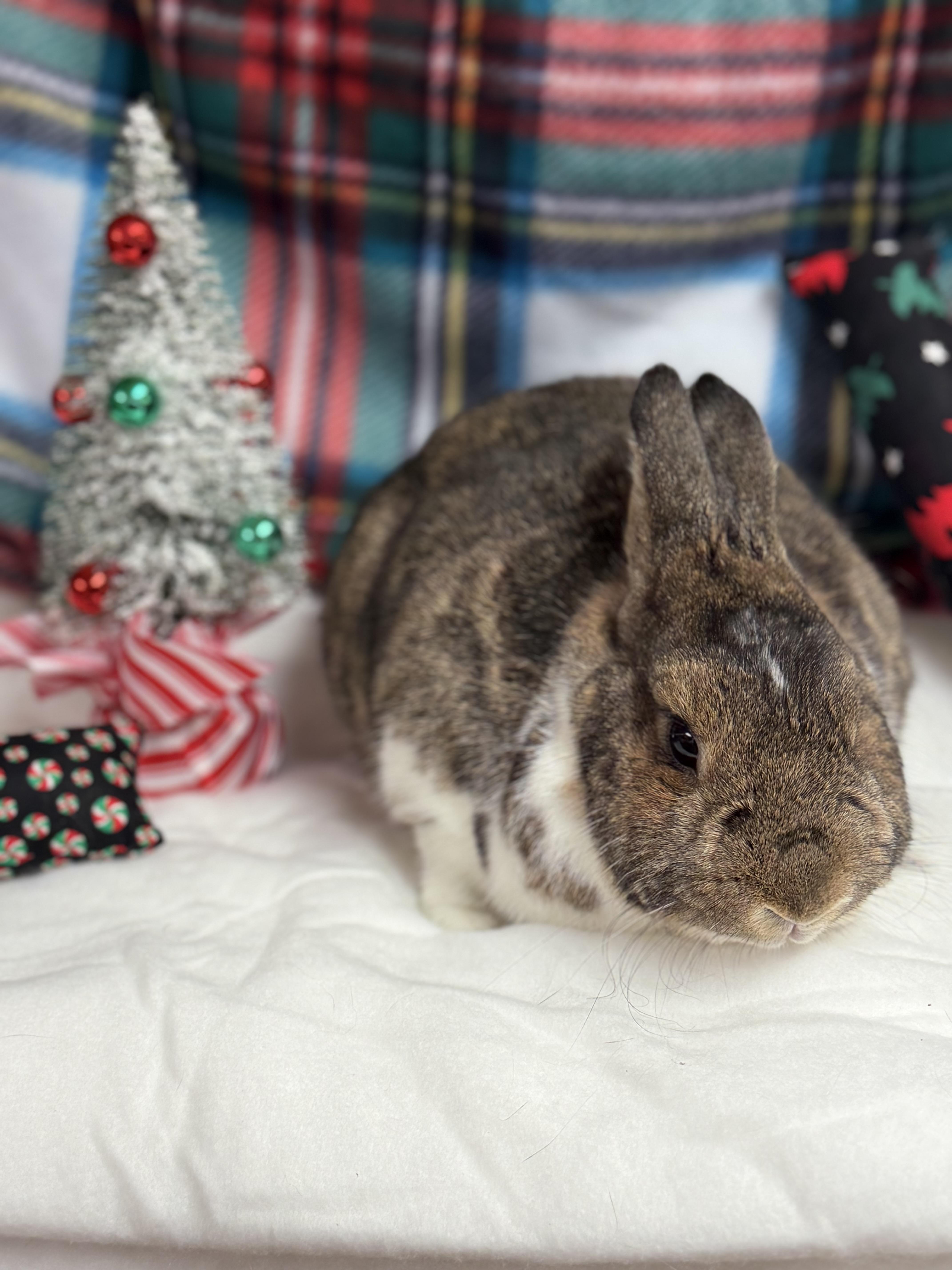 Enlarge Logan: video!!!, a Adoptable Dwarf in Edinburg, PA image 6/6