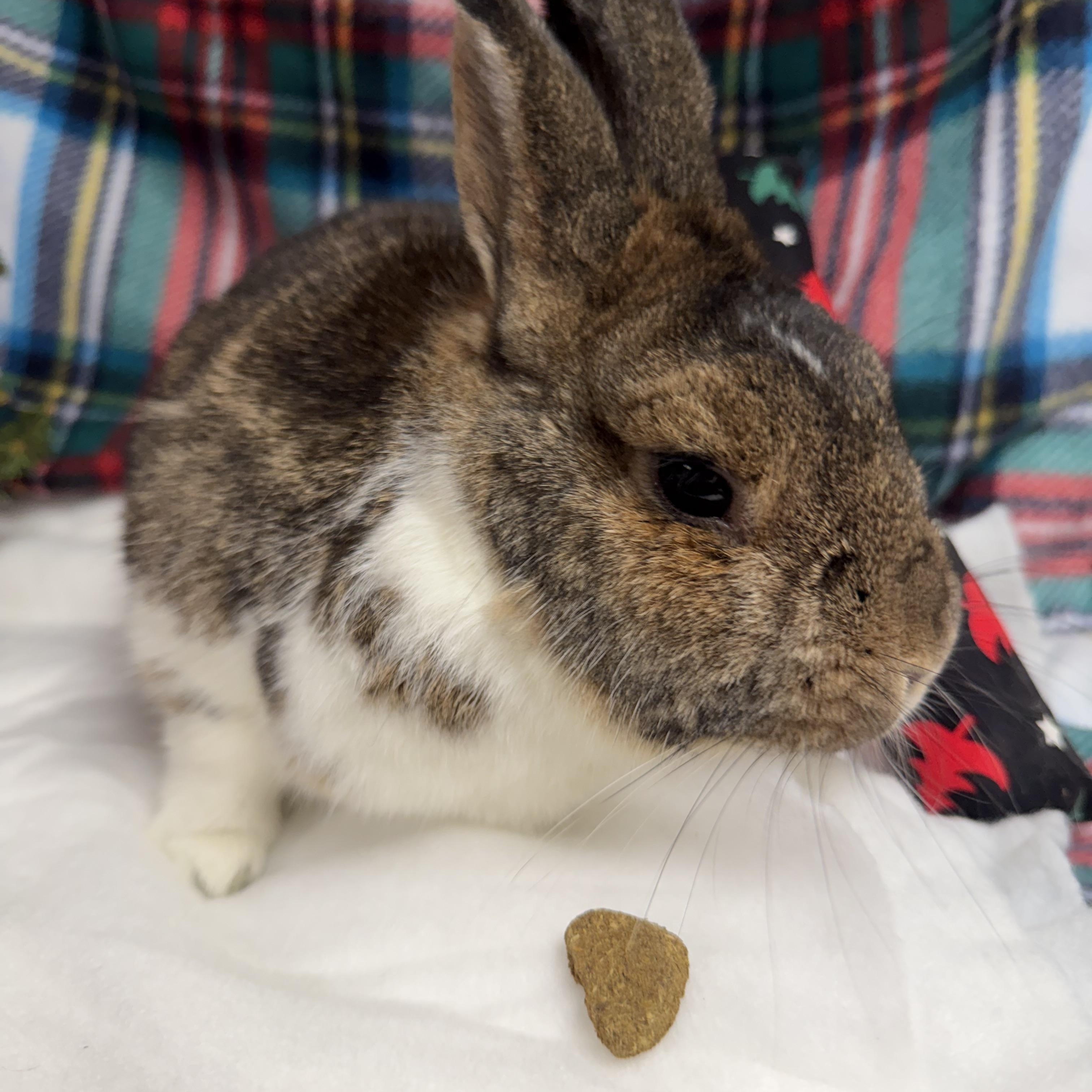 Enlarge Logan: video!!!, a Adoptable Dwarf in Edinburg, PA image 5/6