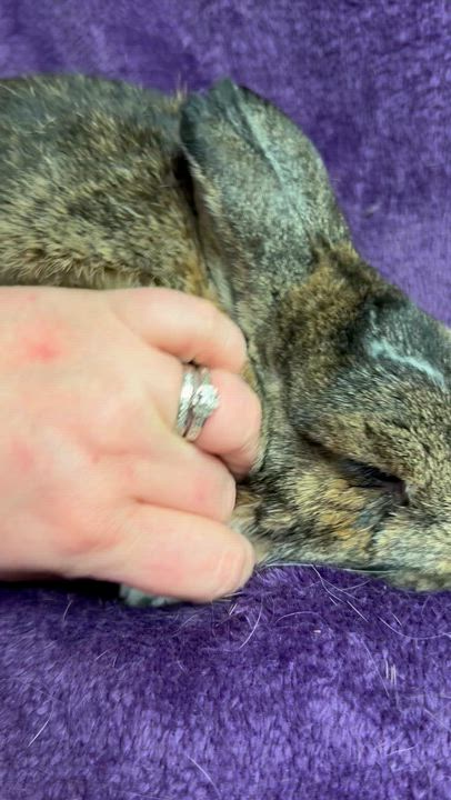 Enlarge Logan: video!!!, a Adoptable Dwarf in Edinburg, PA video 2/6