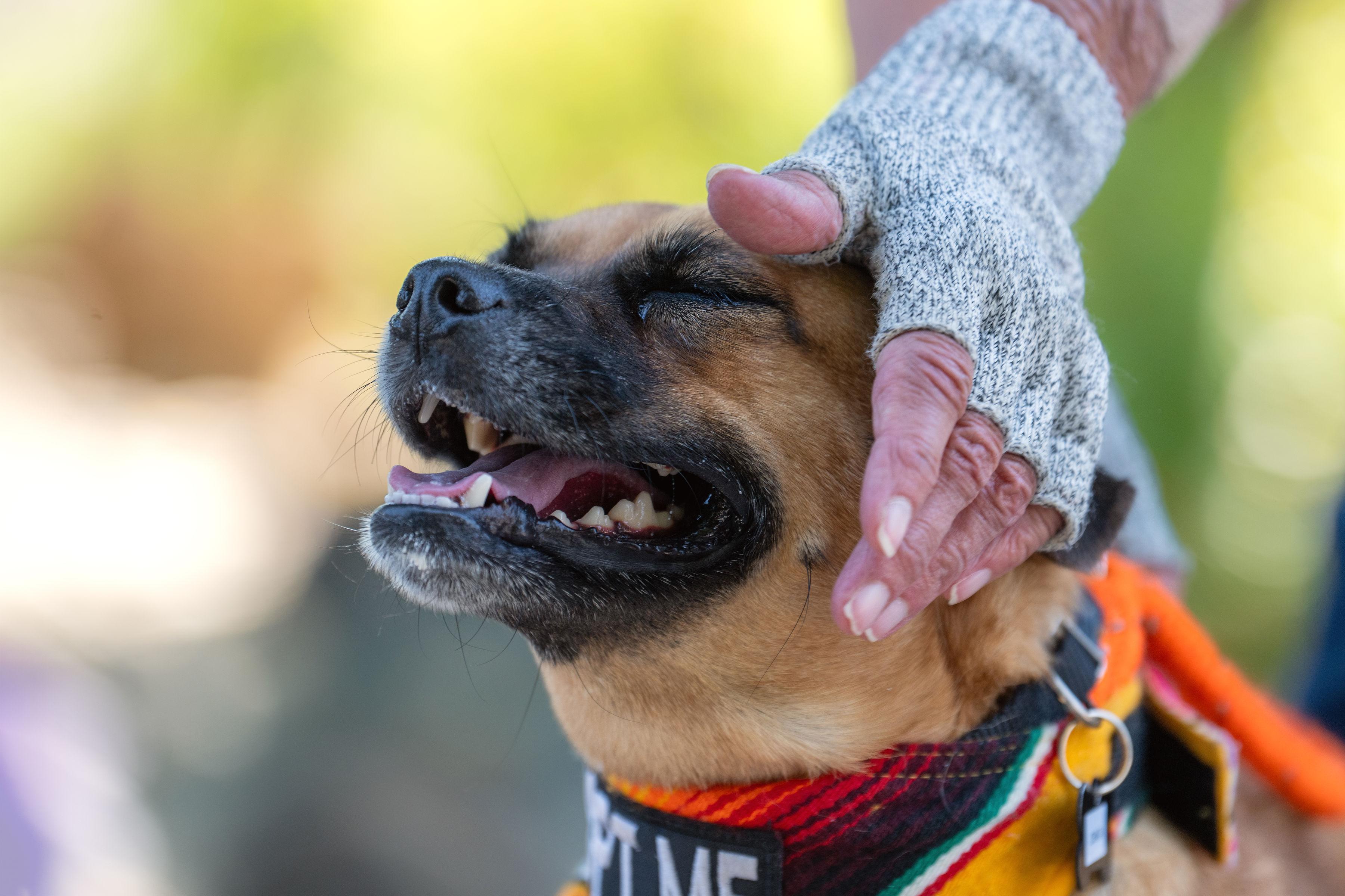 Chata, a ADOPTABLE mixed breed in Santa Rosa, CA image 4/4