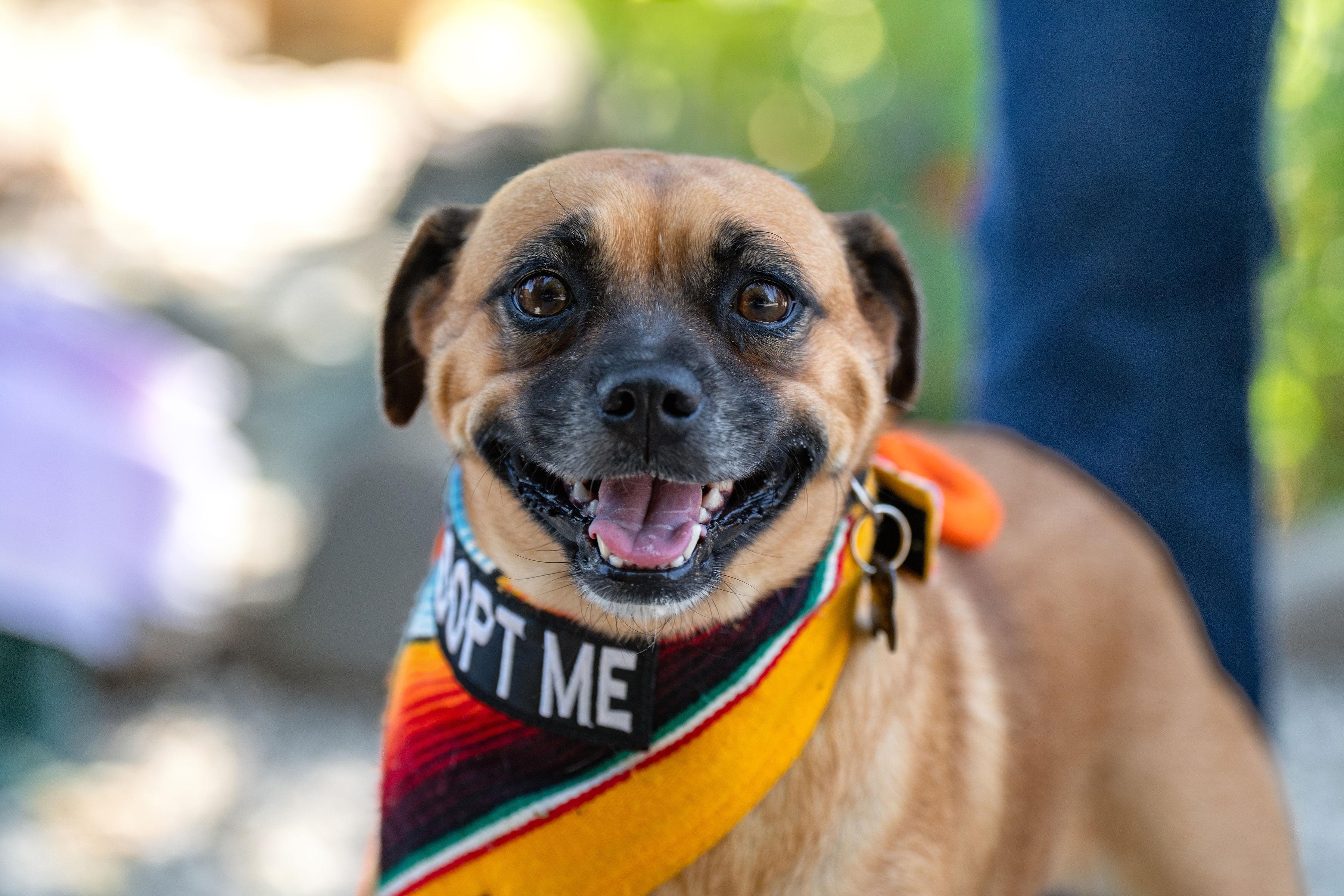 Chata, a ADOPTABLE mixed breed in Santa Rosa, CA image 1/4