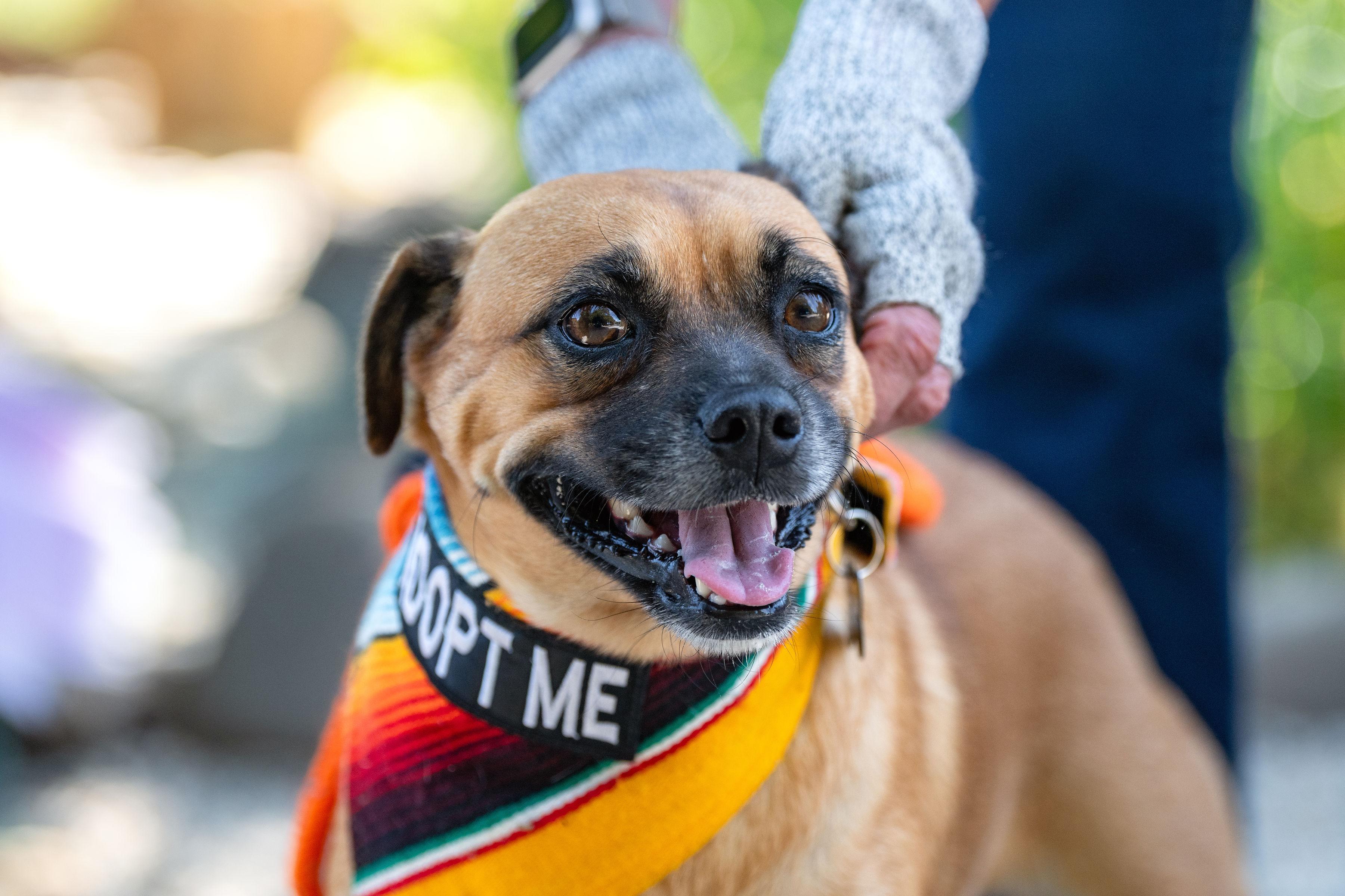 Chata, a ADOPTABLE mixed breed in Santa Rosa, CA image 3/4