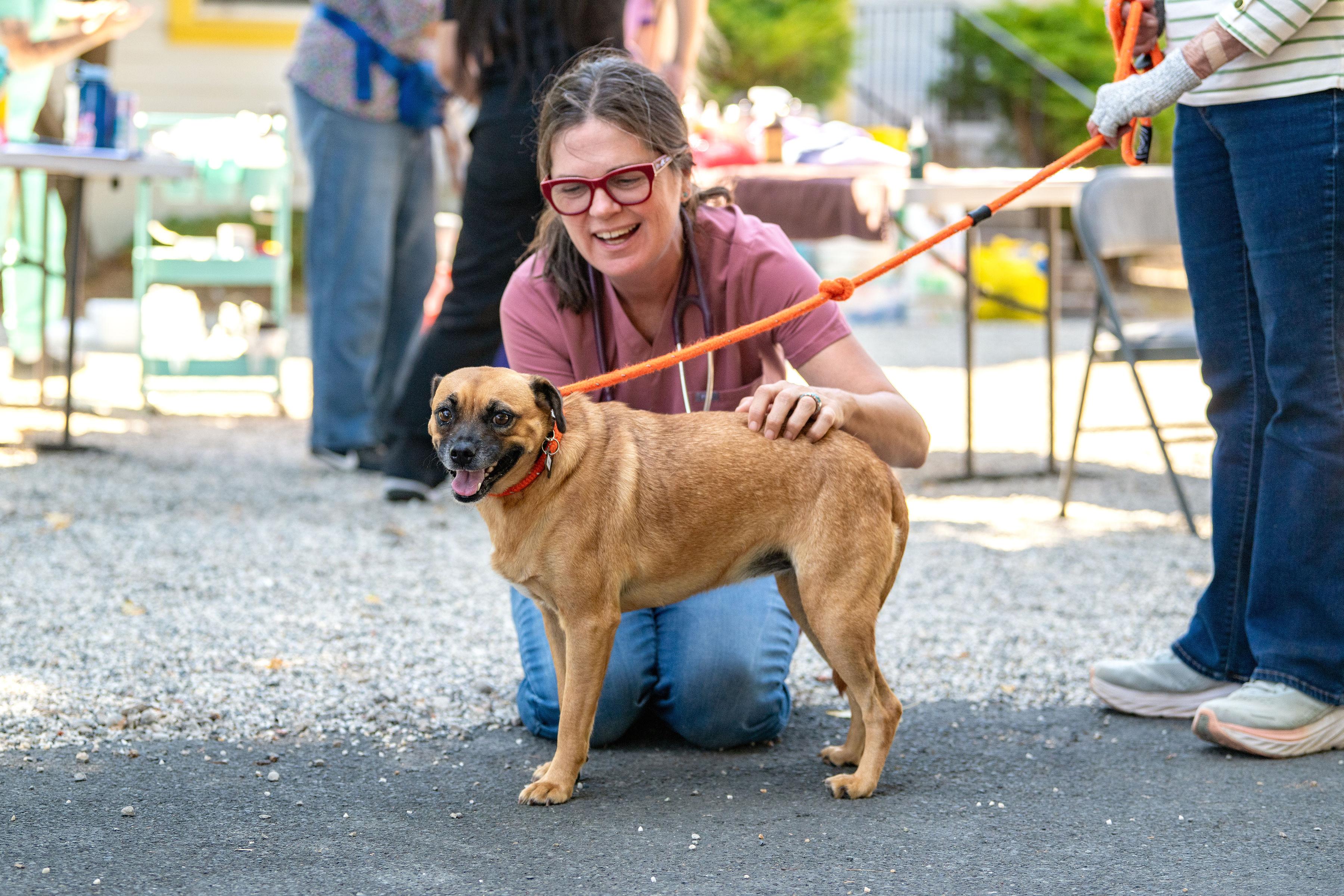 Chata, a ADOPTABLE mixed breed in Santa Rosa, CA image 2/4