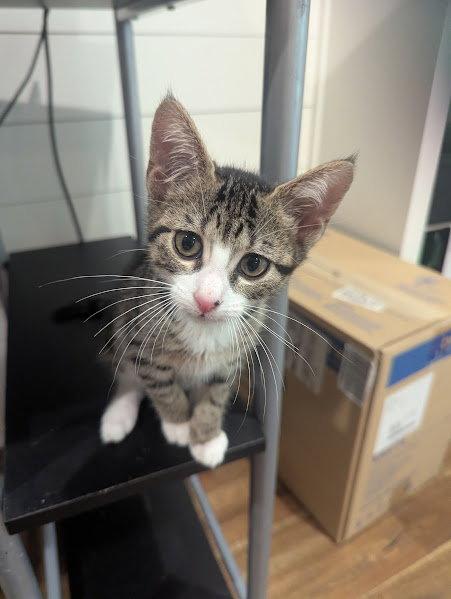 Reeses Pieces, Adoptable, Kitten Female Domestic Short Hair.