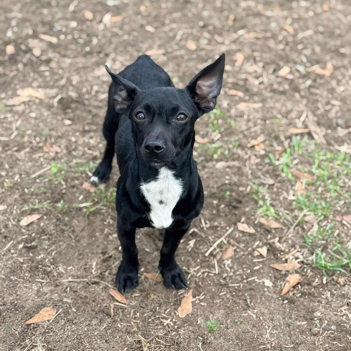 Enlarge Bennett, an adopted mixed breed in Brewton, AL image 2/2