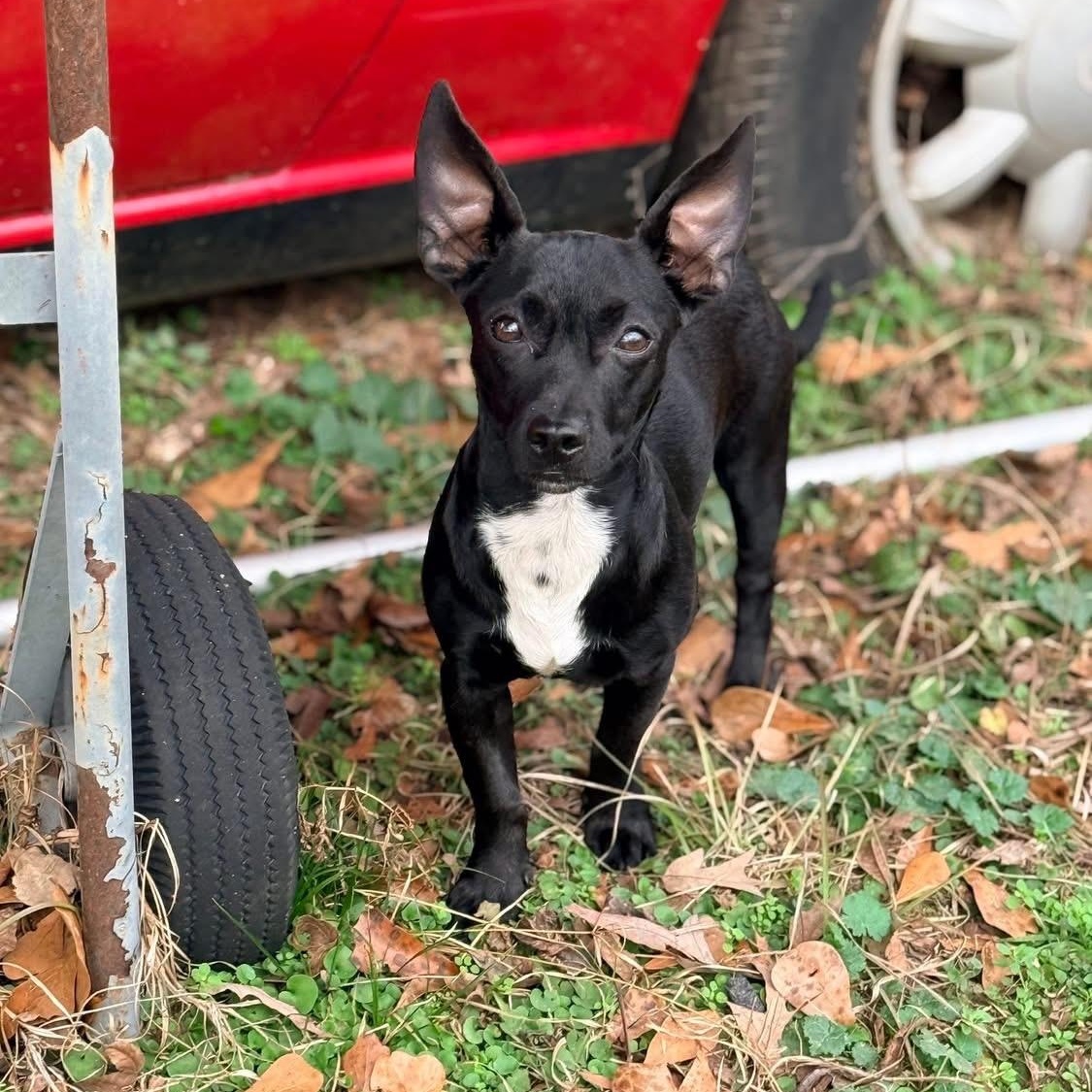 Enlarge Bennett, an adopted mixed breed in Brewton, AL image 1/2