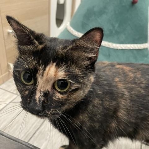 Enlarge Sugar, a ADOPTABLE Domestic Short Hair in South Ozone Park, NY image 4/6