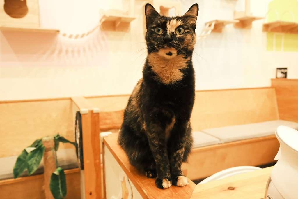 Sugar, ADOPTABLE, Young Female Domestic Short Hair.