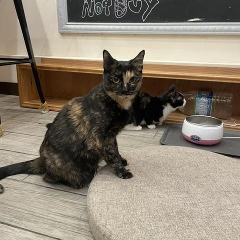 Enlarge Sugar, a ADOPTABLE Domestic Short Hair in South Ozone Park, NY image 6/6