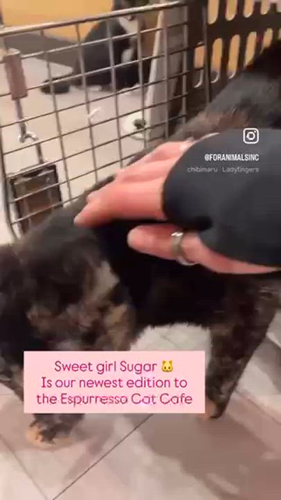 Enlarge Sugar, a ADOPTABLE Domestic Short Hair in South Ozone Park, NY video 3/6