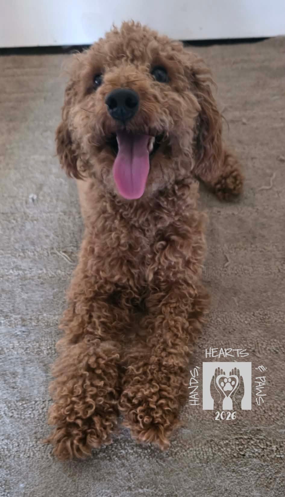 Enlarge Erling, an adopted Miniature Poodle in Omaha, NE image 2/2