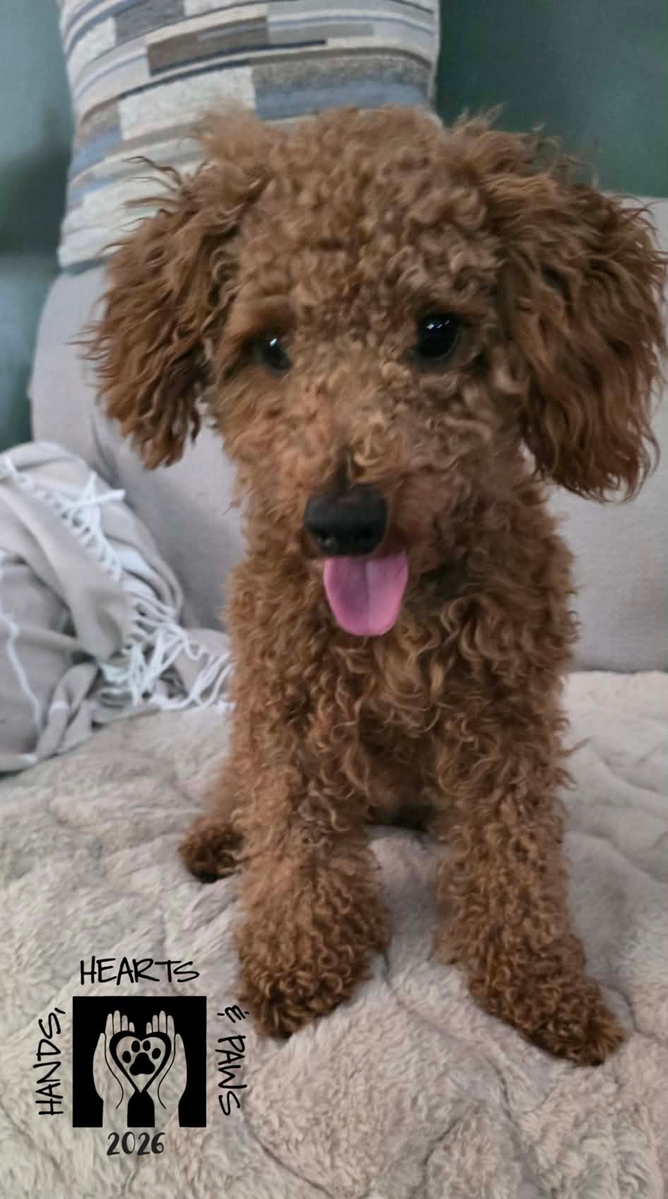 Erling, adopted, Young Male Miniature Poodle.