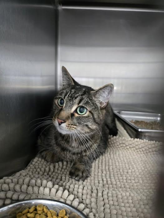 Taz, ADOPTABLE, Adult Male Domestic Short Hair.