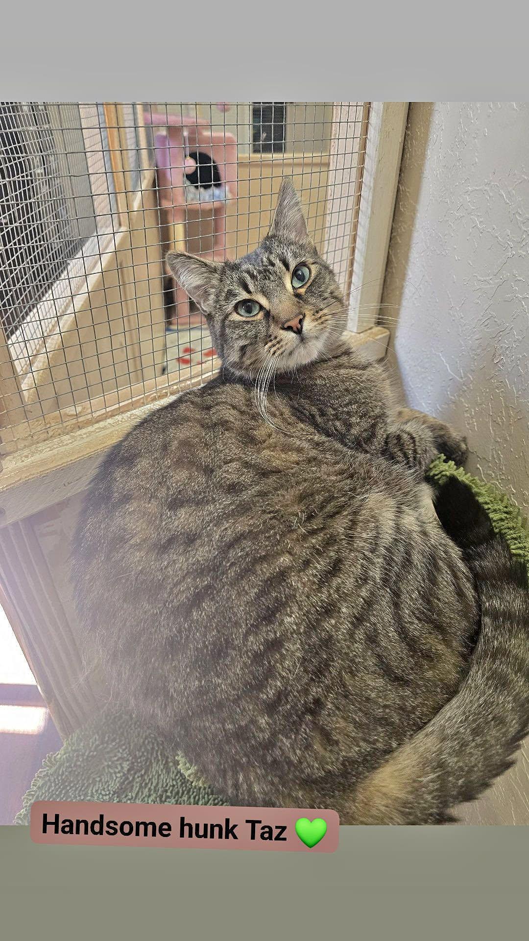 Enlarge Taz, a ADOPTABLE Domestic Short Hair in Prineville, OR image 2/2