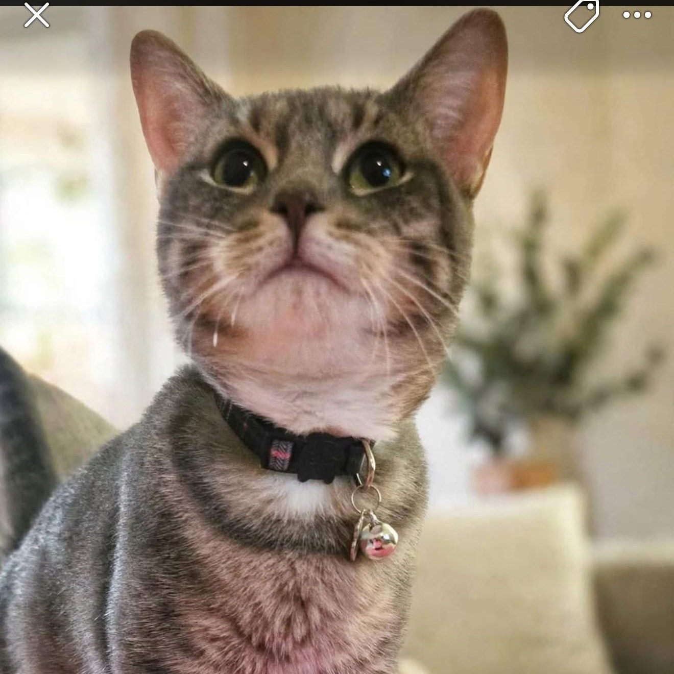 Enlarge Georgia, a Adoptable Domestic Short Hair in DuBois, PA image 1/1