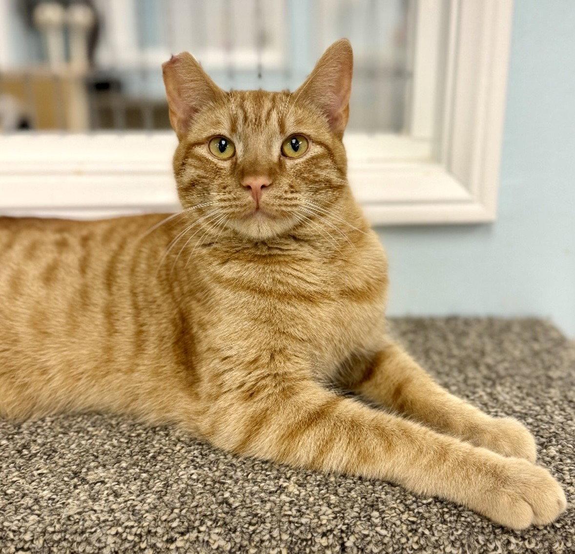 Enlarge O'Riley, a Adoptable Domestic Short Hair in West Hills, CA image 1/3