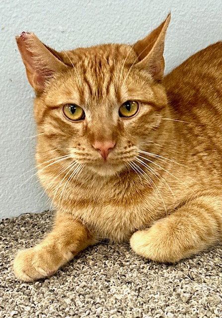 Enlarge O'Riley, a Adoptable Domestic Short Hair in West Hills, CA image 2/3