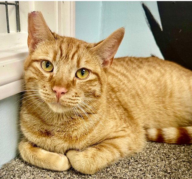 Enlarge O'Riley, a Adoptable Domestic Short Hair in West Hills, CA image 3/3