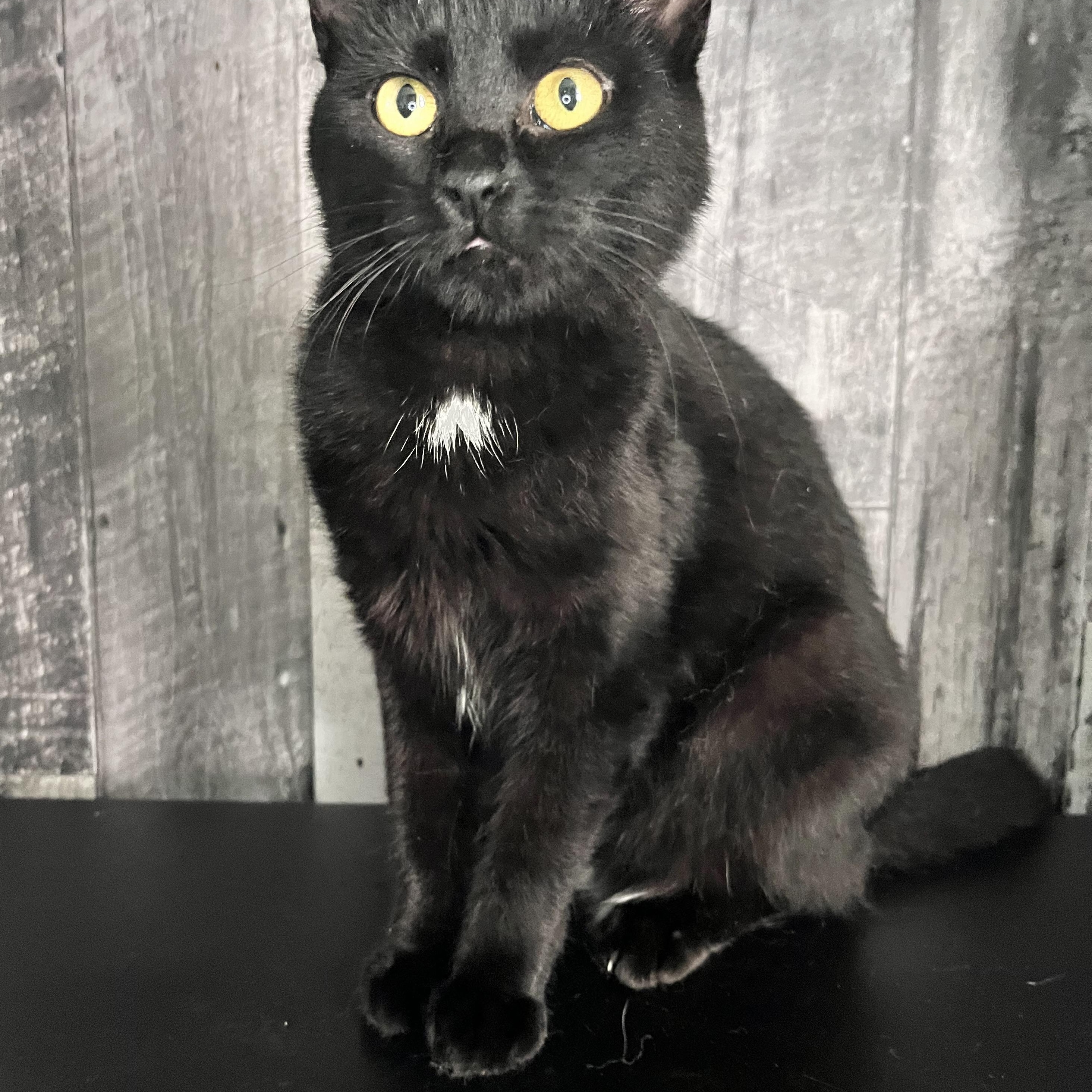 Jasmine and Mufasa, a ADOPTABLE Domestic Short Hair in St Catharines, ON image 3/6