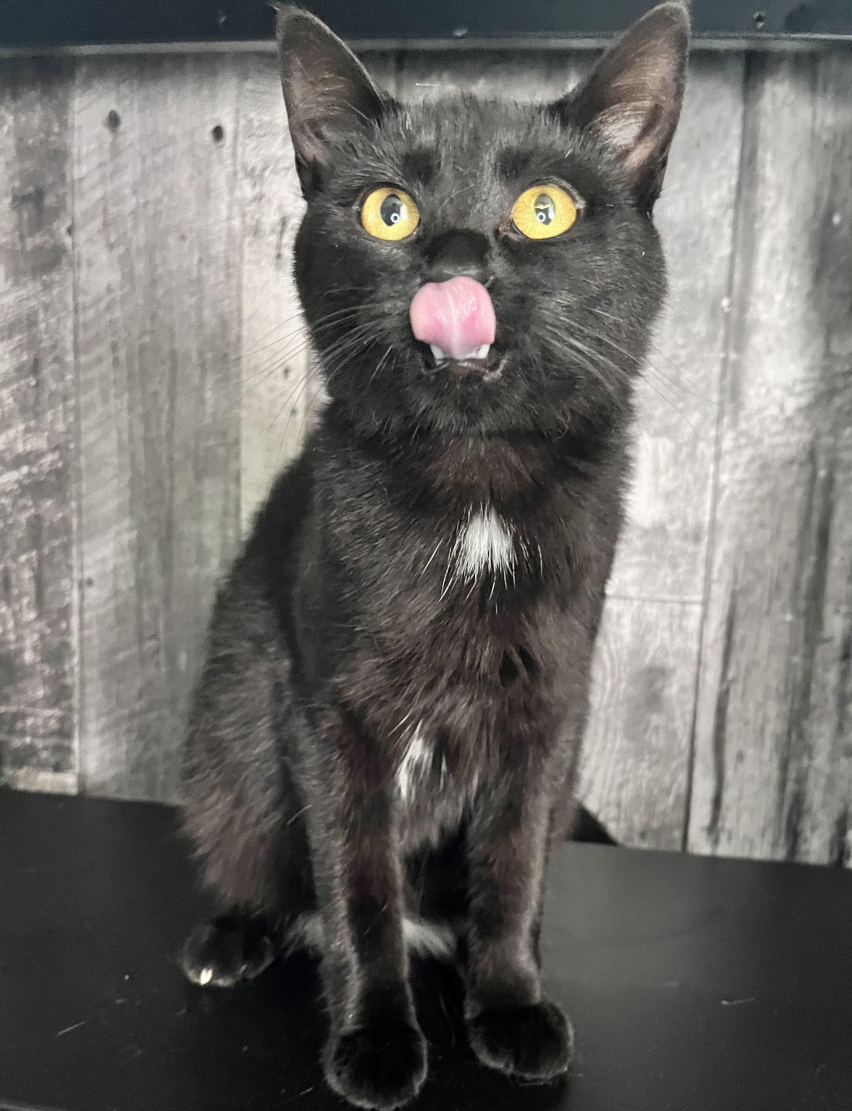 Jasmine and Mufasa, a ADOPTABLE Domestic Short Hair in St Catharines, ON image 1/6