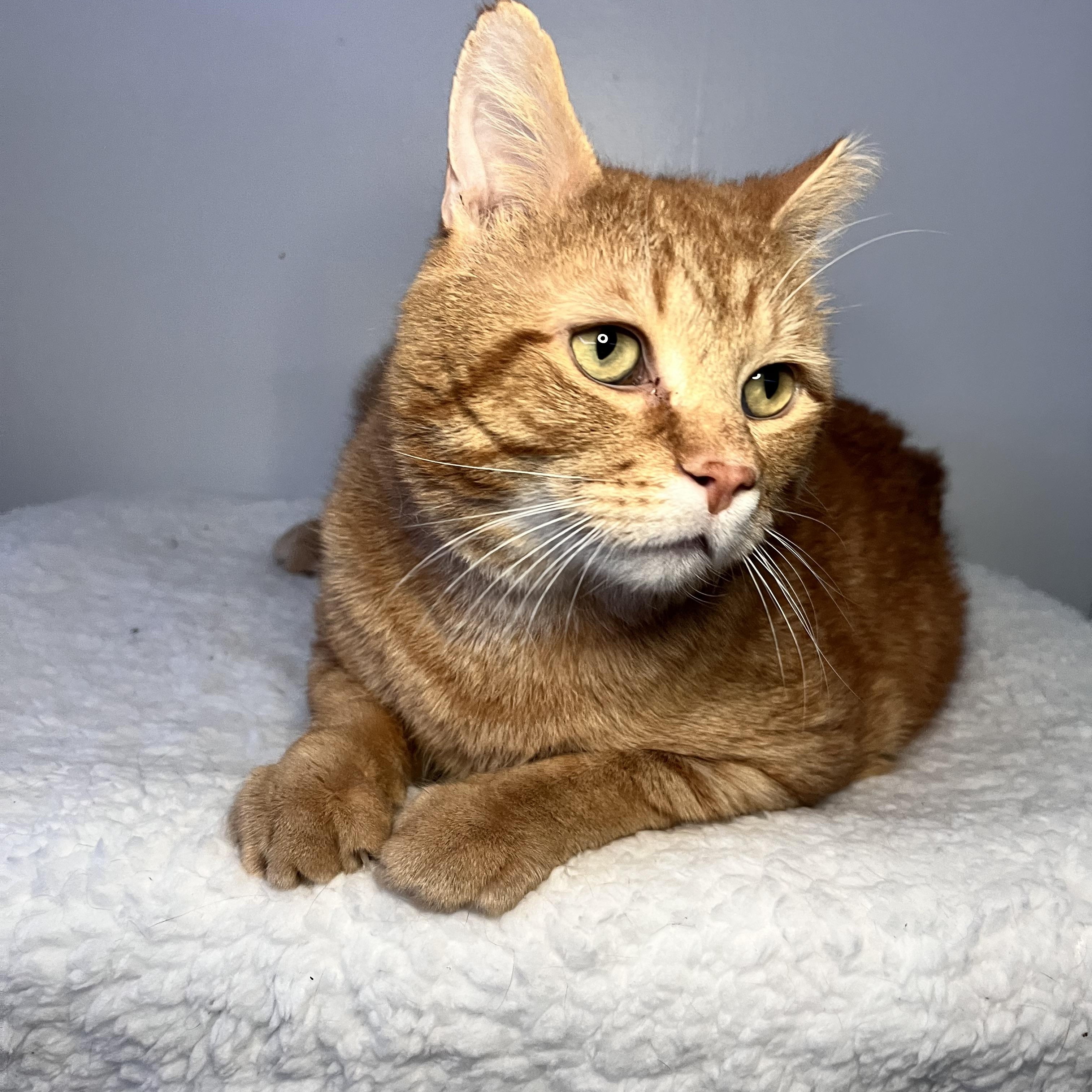 Jasmine and Mufasa, a ADOPTABLE Domestic Short Hair in St Catharines, ON image 4/6