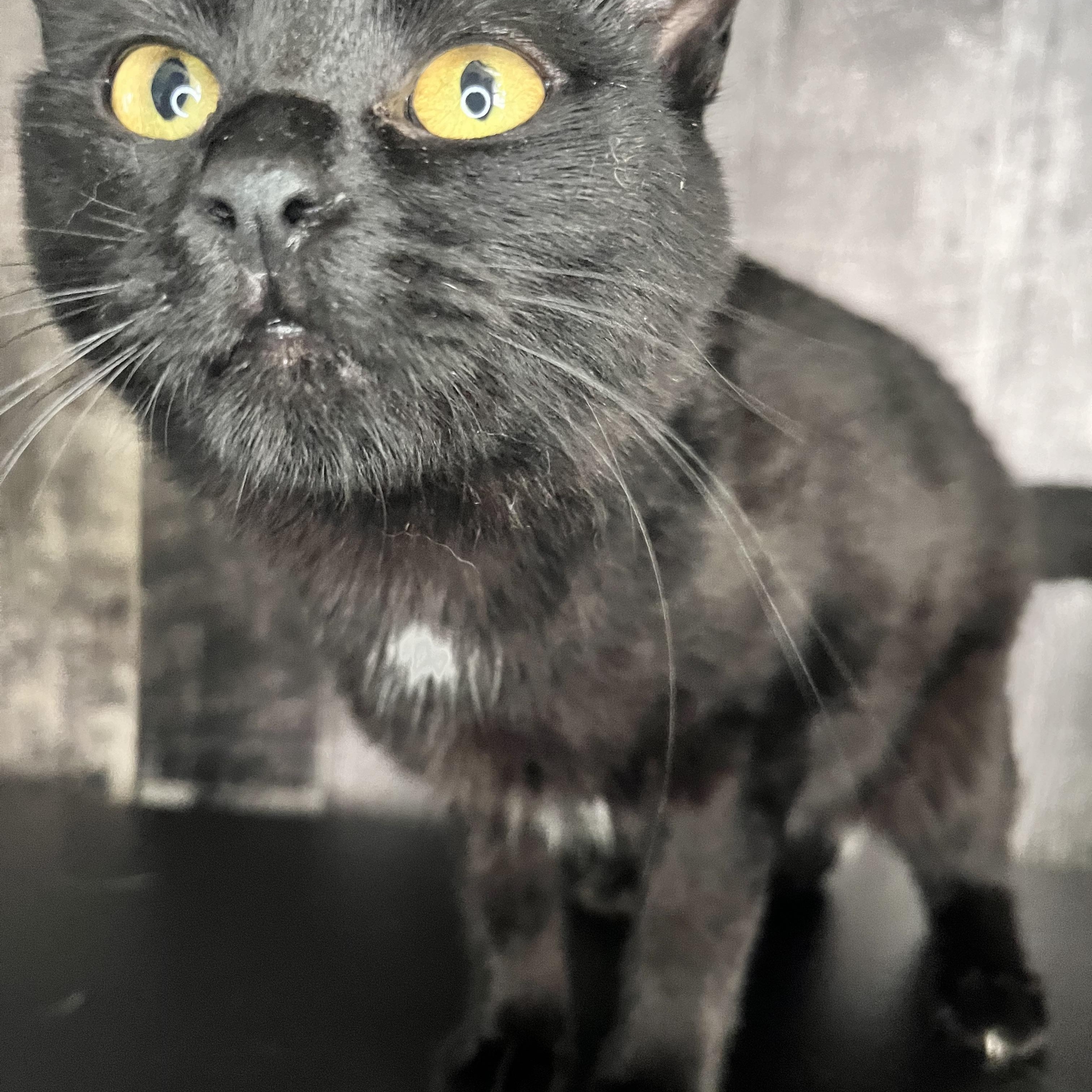 Jasmine and Mufasa, a ADOPTABLE Domestic Short Hair in St Catharines, ON image 2/6