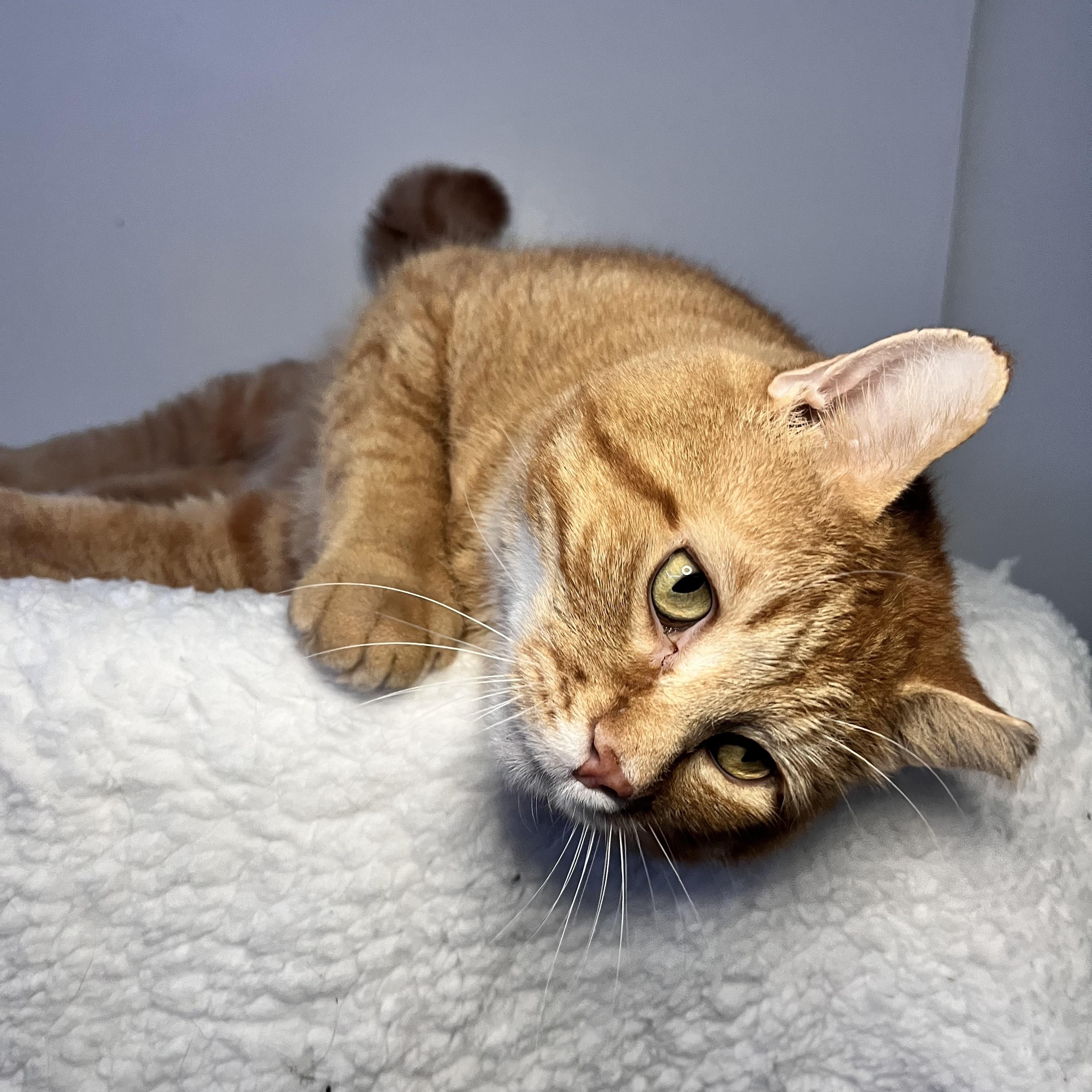 Jasmine and Mufasa, a ADOPTABLE Domestic Short Hair in St Catharines, ON image 5/6