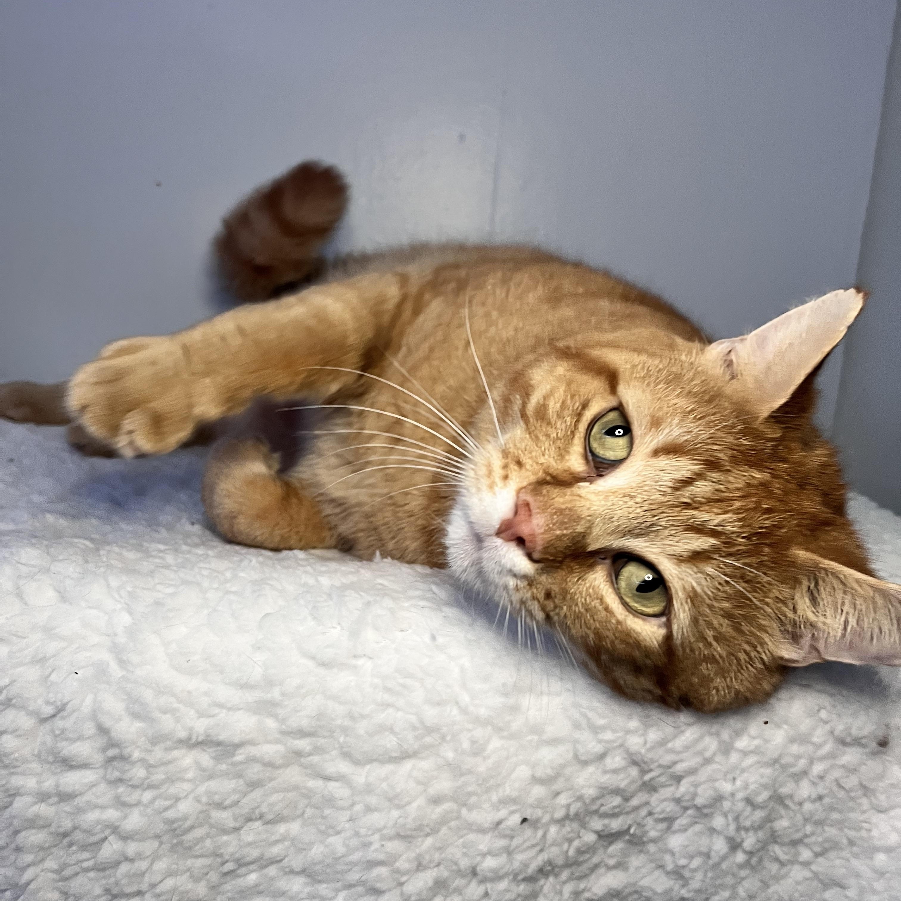 Jasmine and Mufasa, a ADOPTABLE Domestic Short Hair in St Catharines, ON image 6/6