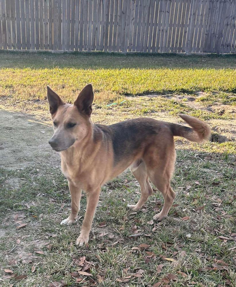 Kaiser 💜, Adoptable, Adult Male Shepherd.