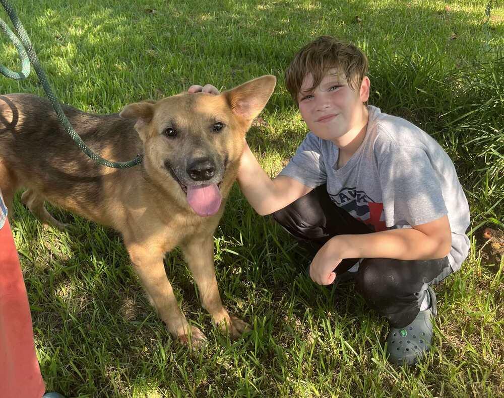 Kaiser, Adoptable, Adult Male Shepherd.