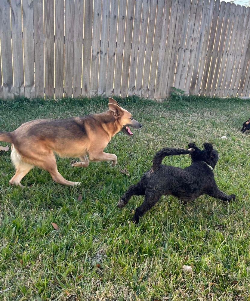 Enlarge Kaiser, a Adoptable Shepherd in Halifax, NS image 3/6
