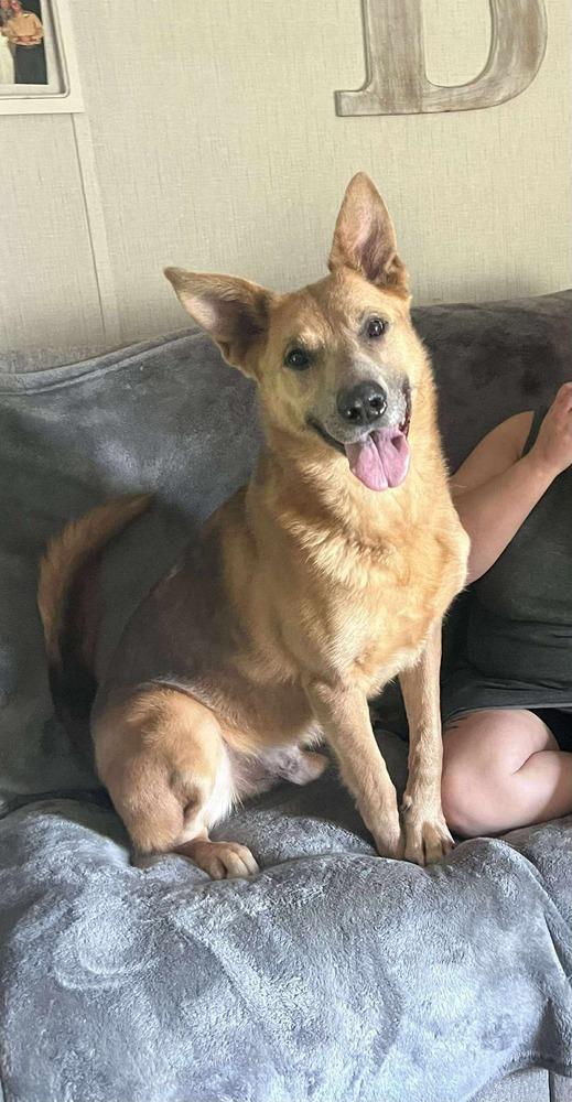 Enlarge Kaiser, a Adoptable Shepherd in Halifax, NS image 4/6